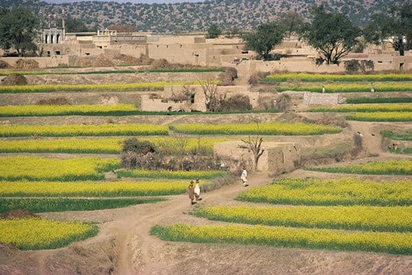 Agriculture field in Pakistan