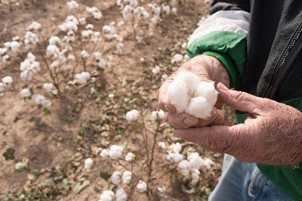 Hands holding cotton growing in Pakistan