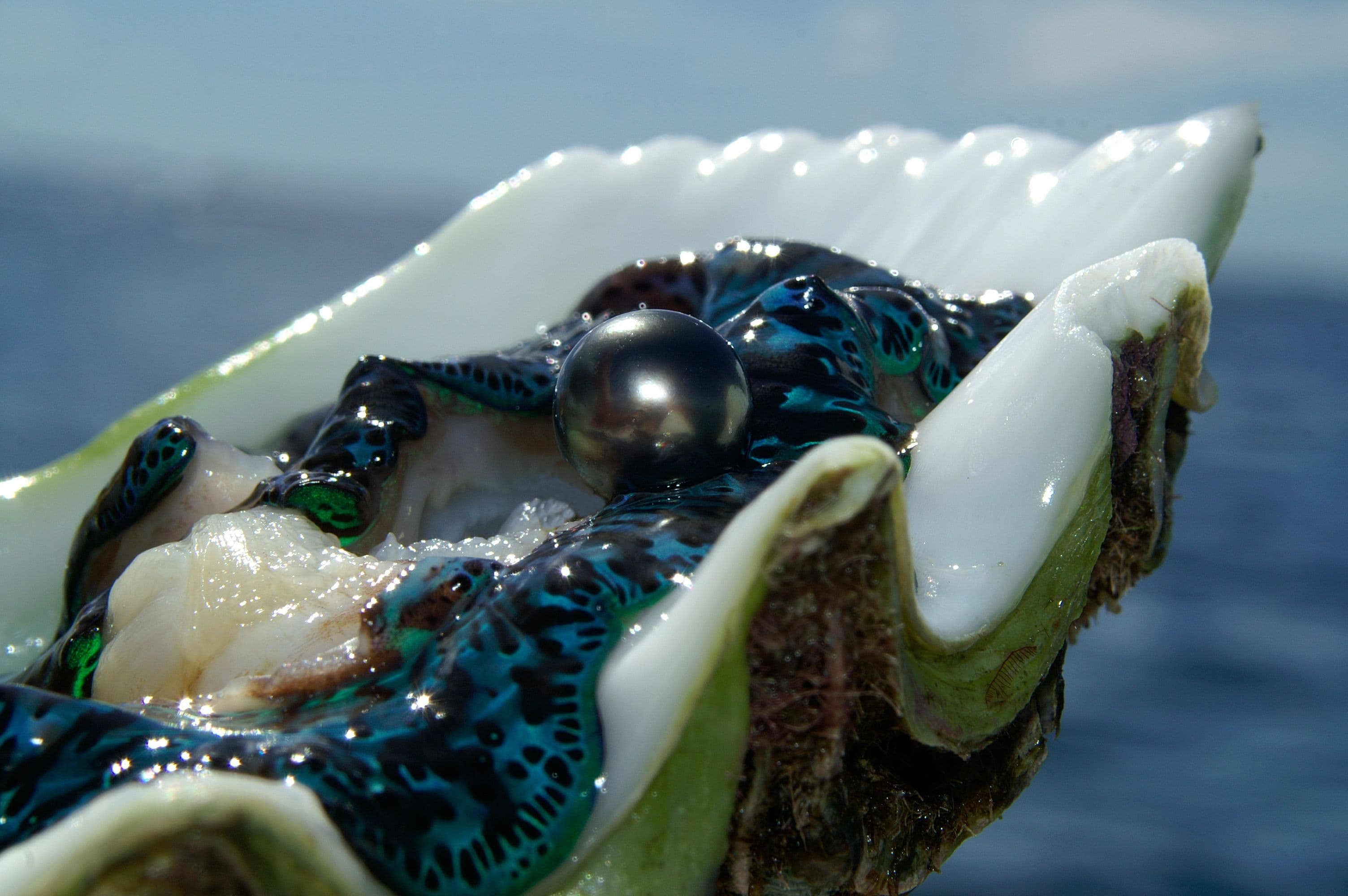 The black-lipped pearl oyster