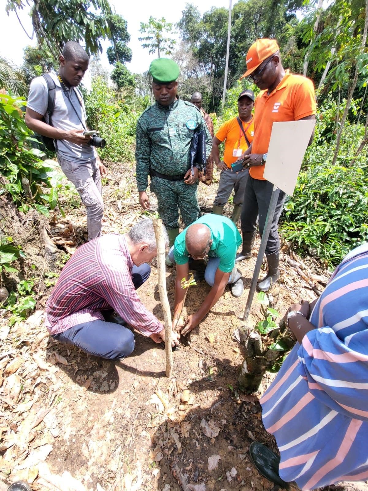 Workers planting trees in Cavally Forest, Ivory Coast