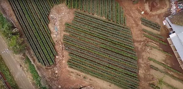Avocado nurseries use natural irrigation of the land to produce fruit