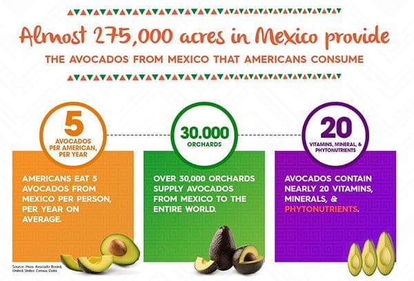 Facts and figures about avocados