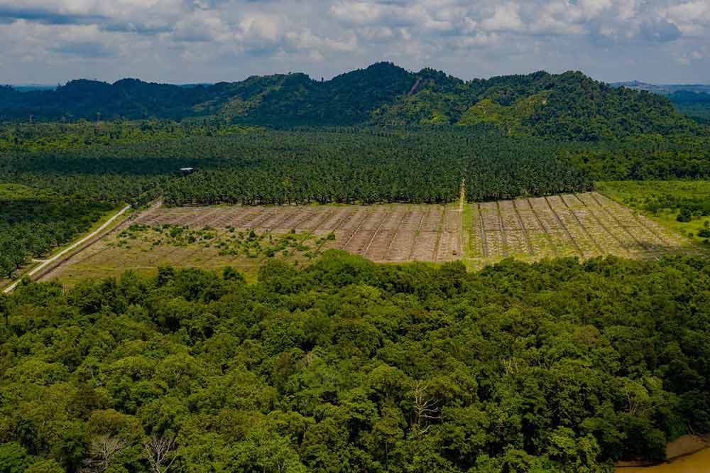Starling, find scalable solutions to eliminate deforestation, Amazon Rainforest