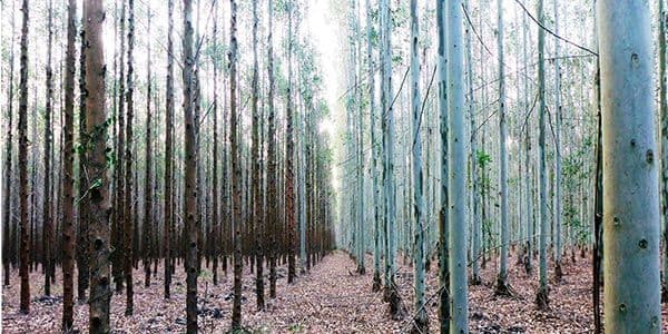 Healthy VS dry and unhealthy eucalyptus