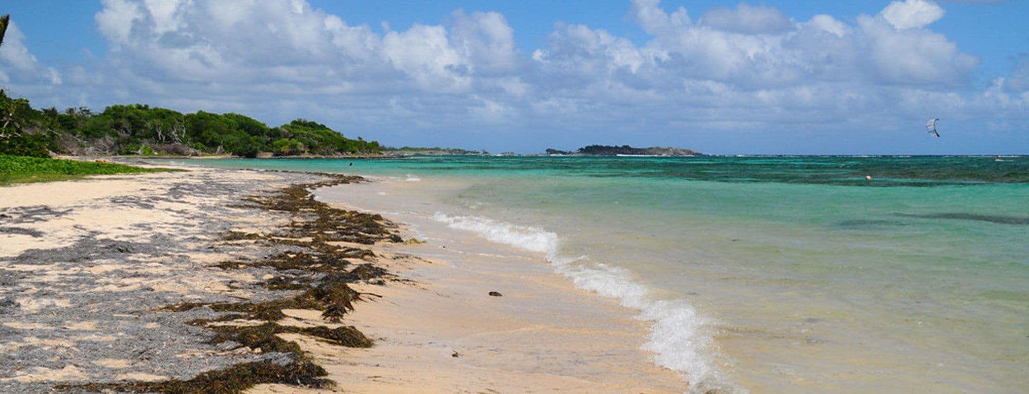 Martinique beach  covered with sargasse- Detection of toxic Gulfweed