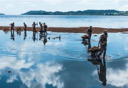 People removing the pollution caused by toxic seaweed sagasse