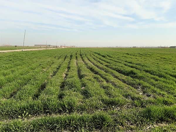 uzbek-agricultural-field.jpg