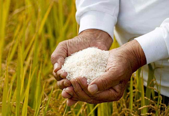 Benefits Hands holding rice in Afghanistan
